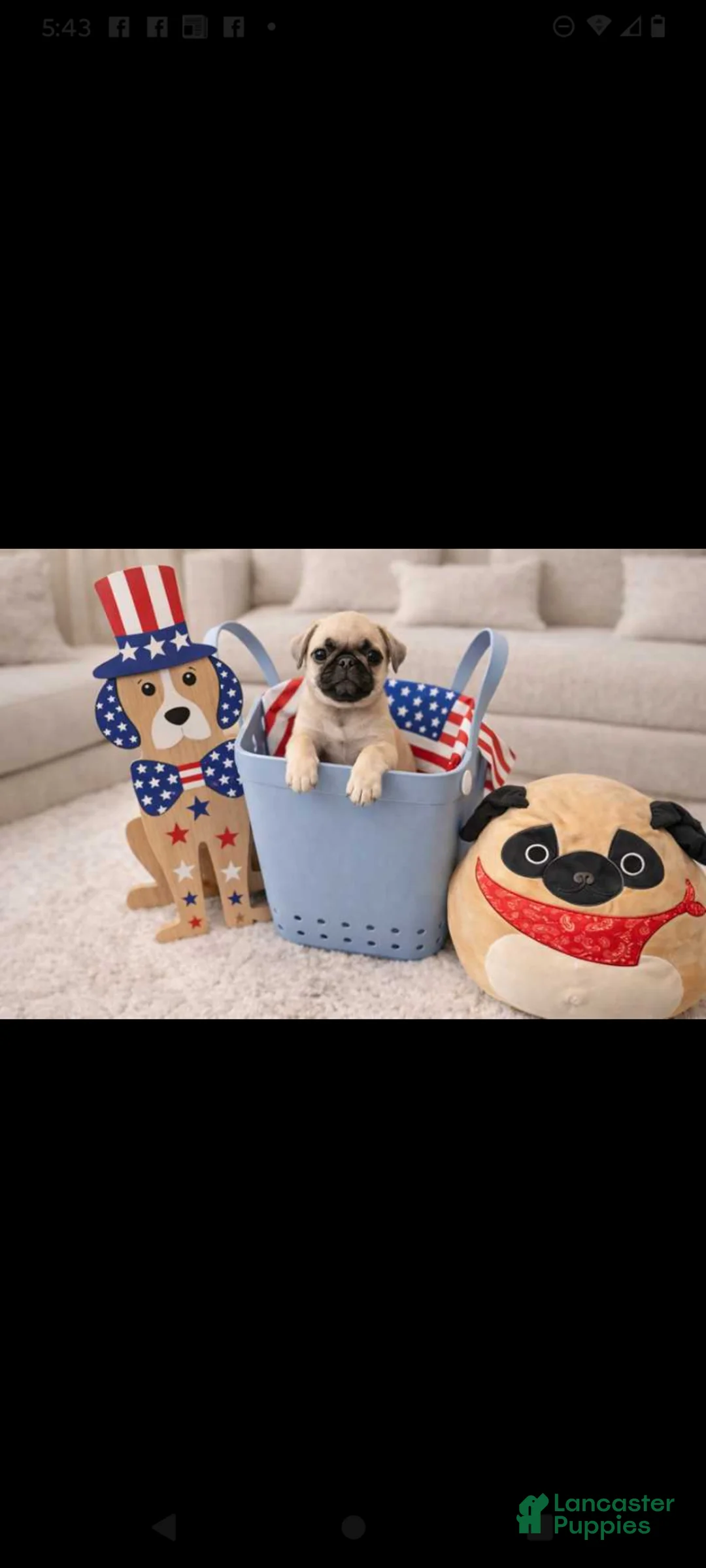 Pug dogs for sale: Pug Puppy 5 - Ad 1