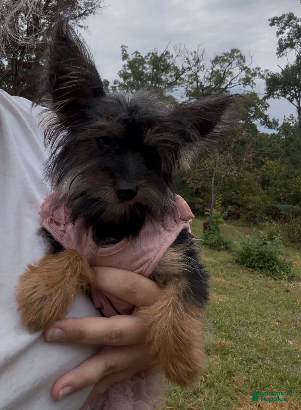 Yorkshire Terrier dogs Harper  - Ad 2