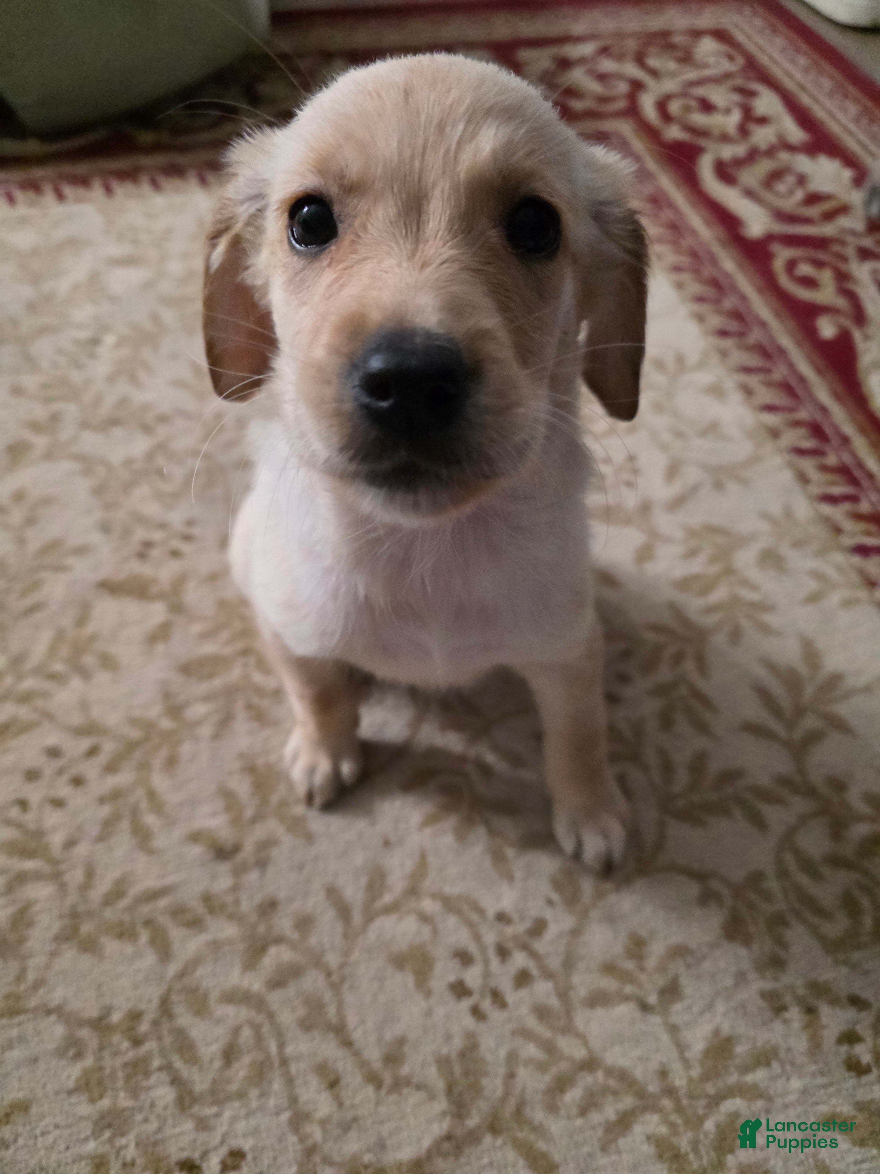 Goberian dogs for sale: Goberian Puppy 6 - Ad 1