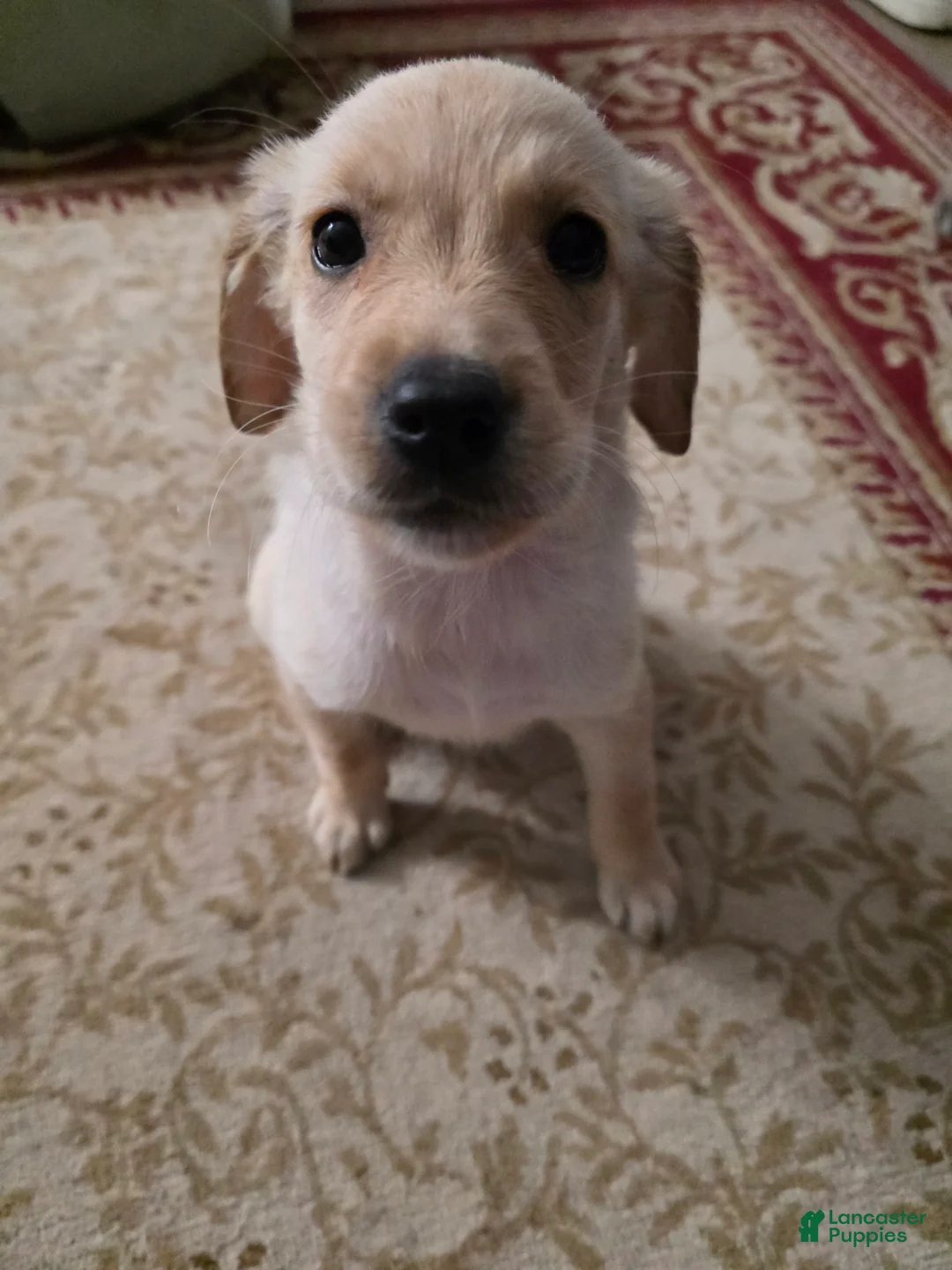 Goberian dogs for sale: Goberian Puppy 6 - Ad 1