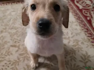 Goberian dogs for sale: Goberian Puppy 6 - Ad 1