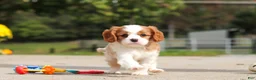 Cavalier King Charles Spaniel dogs for sale: Allie - Ad 3