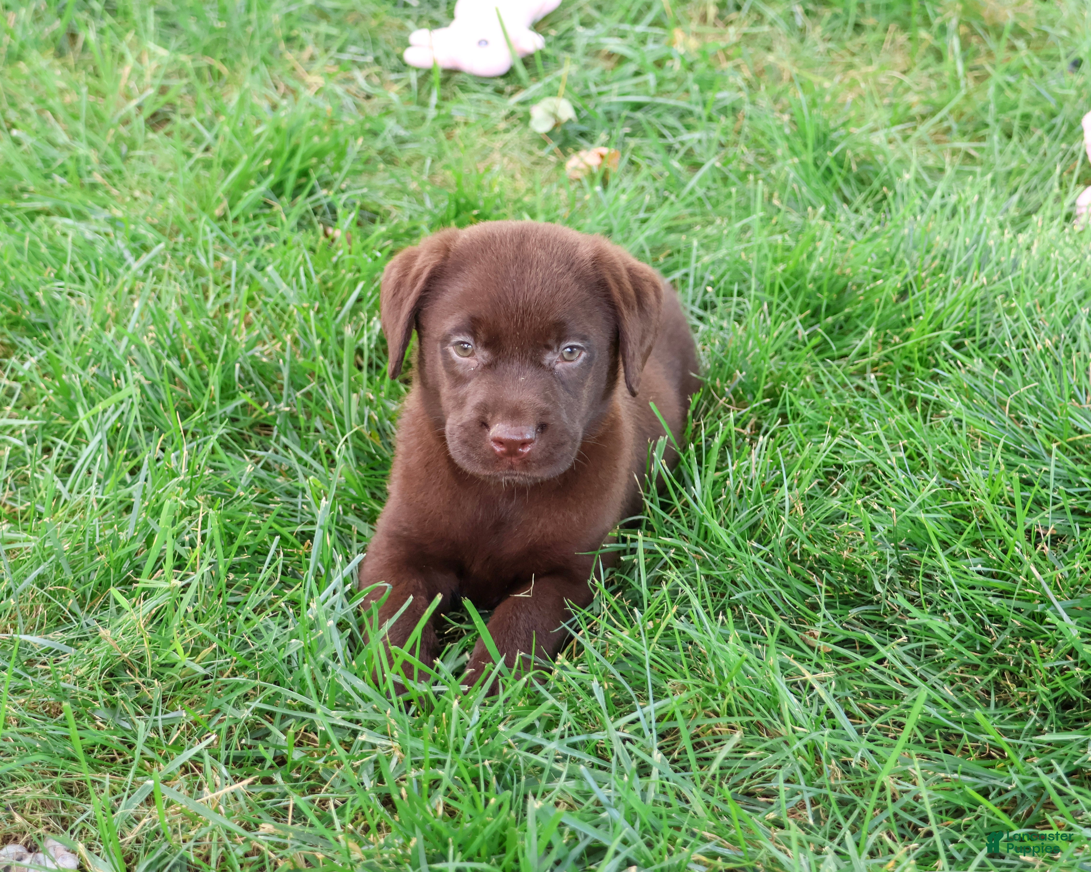 Labrador Retriever dogs Meredith - Ad 22