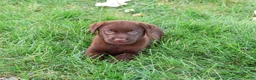 Labrador Retriever dogs for sale: Meredith - Ad 1