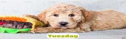 Goldendoodle dogs for sale: Tuesday - Ad 4