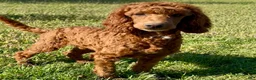 Miniature Poodle dogs for sale: Spankie - Ad 10