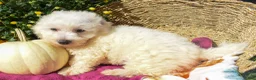 Bichon Frise dogs for sale: Tucker 🦴 - Ad 5