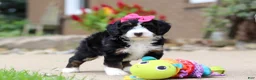 Mini Bernedoodle dogs for sale: Lemonade - Ad 4