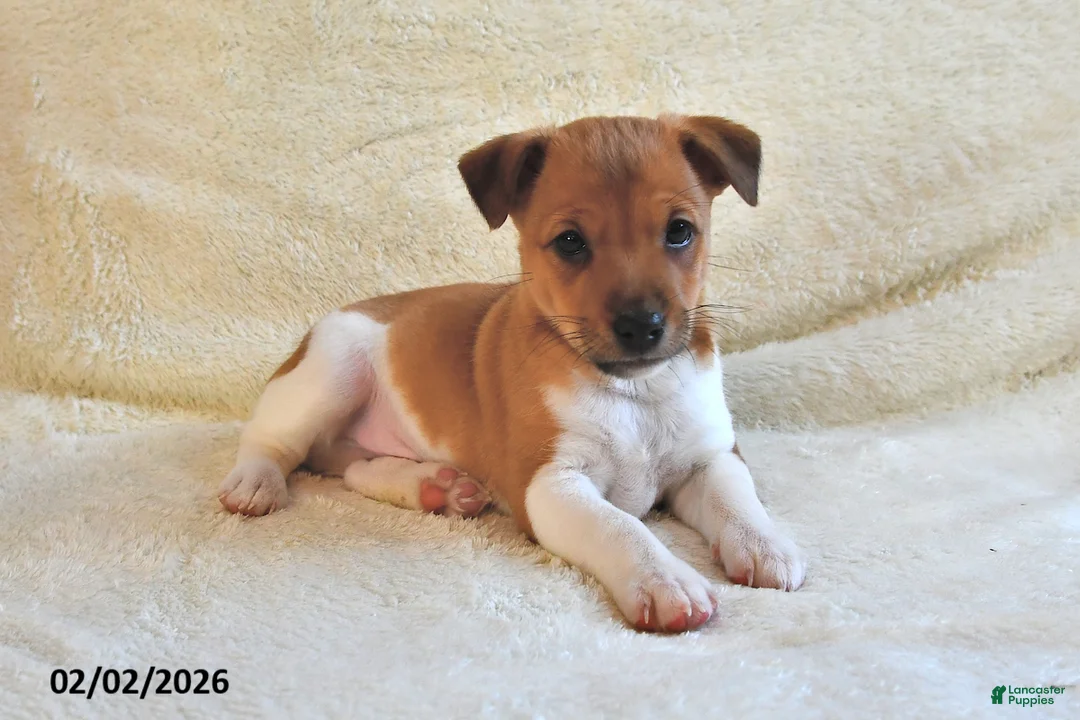 Jack Russell Terrier dogs for sale: Puddles  - Ad 4