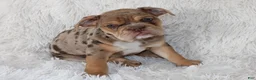 English Bulldog dogs for sale: Kyah - Ad 1