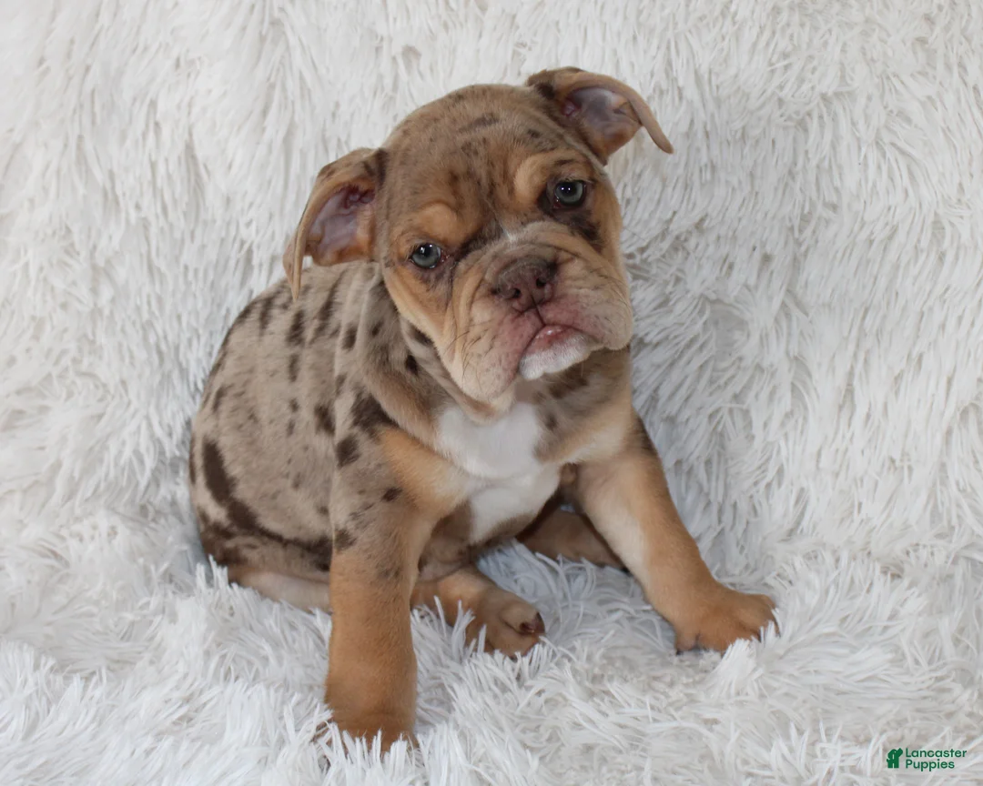 English Bulldog dogs for sale: Kyah - Ad 1