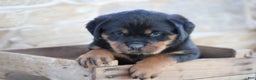 Rottweiler dogs for sale: Harmony - Ad 4