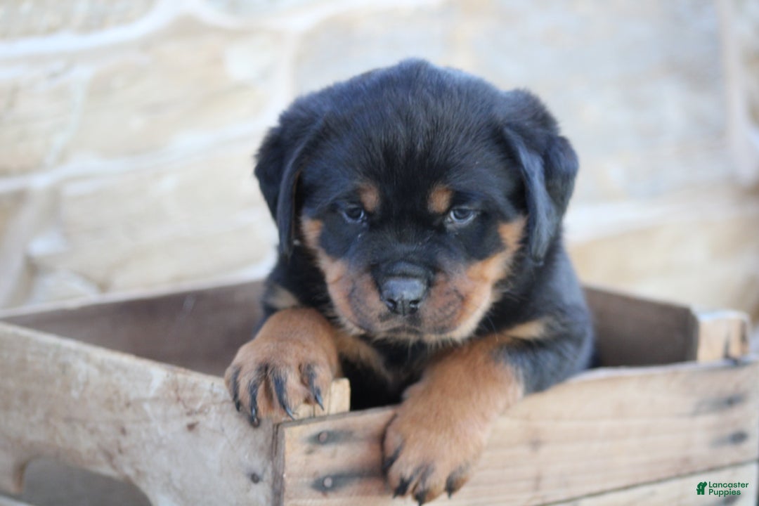 Rottweiler dogs for sale: Harmony - Ad 4