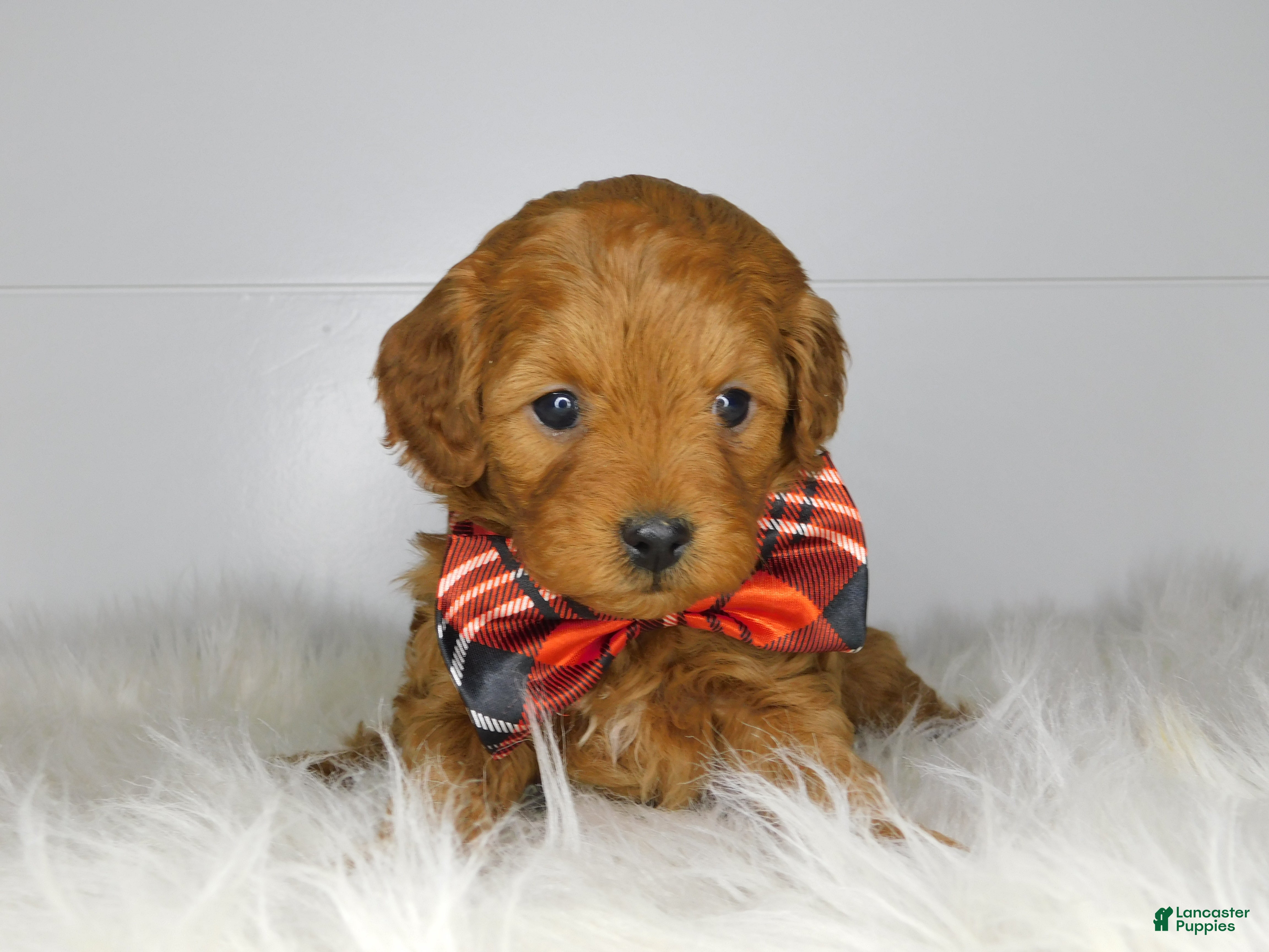Cavapoo dogs Holly  - Ad 37