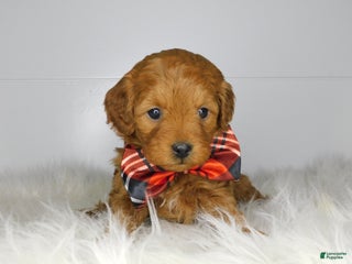 Cavapoo dogs Holly - Ad 22