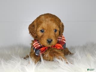 Cavapoo dogs Holly - Ad 34