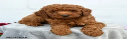Miniature Poodle dogs for sale: Freddy - Ad 3