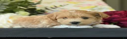 Maltipoo dogs for sale: Savilla - Ad 2