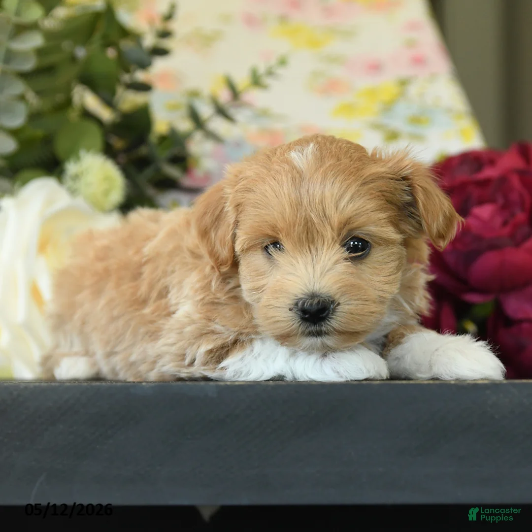 Maltipoo dogs for sale: Savilla - Ad 2