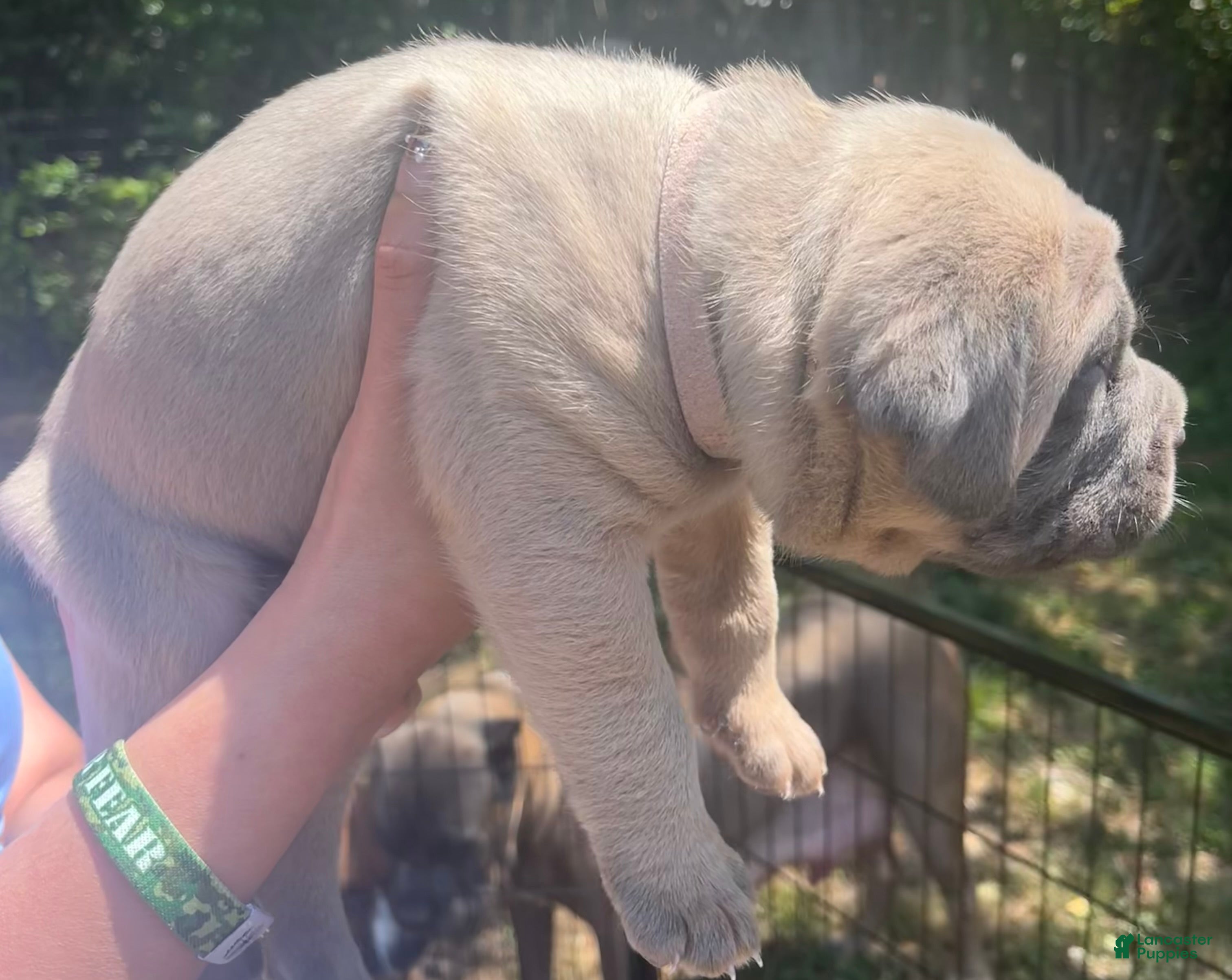 Cane Corso dogs for sale: Light pink collar - Ad 2