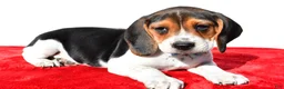 Beagle dogs for sale: Moose - Ad 1