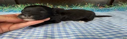 Havapoo dogs for sale: Havapoo 1 - Ad 7