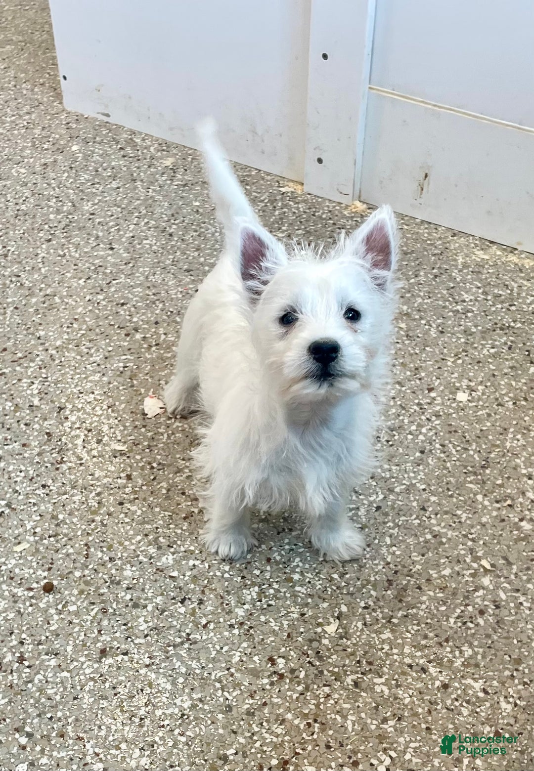 West Highland Terrier dogs for sale: Lexi, AKC - Ad 2