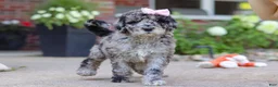 Newfypoo dogs for sale: Raina - Ad 2