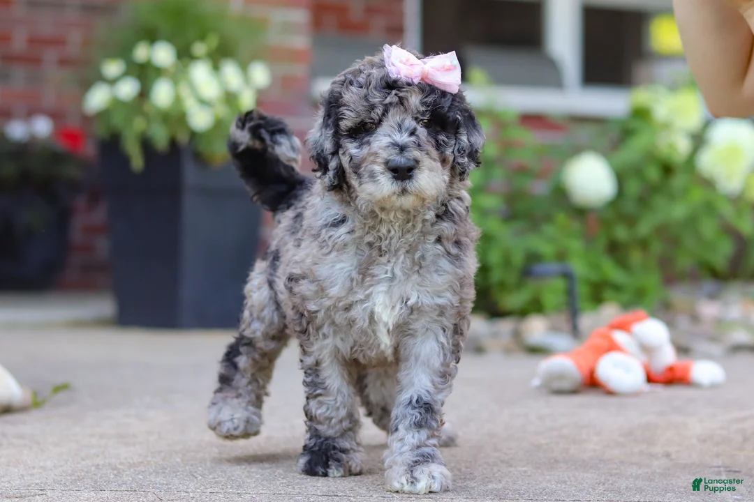 Newfypoo dogs for sale: Raina - Ad 2