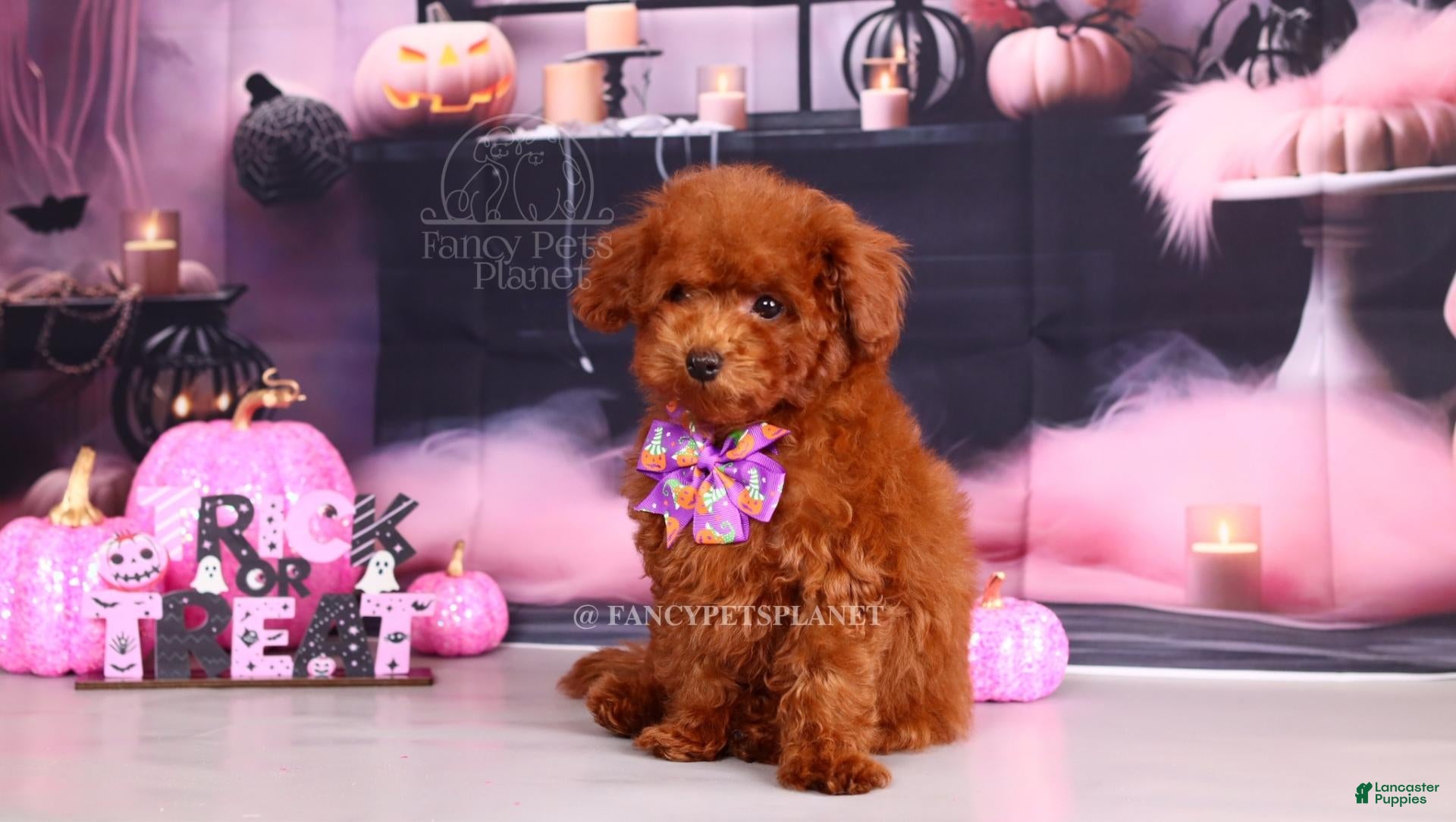 Toy Poodle dogs for sale: Keeper of secrets  - Ad 2