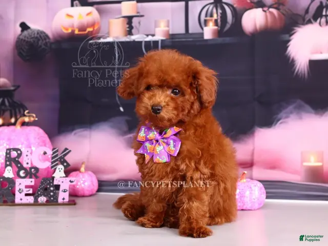 Toy Poodle dogs for sale: Keeper of secrets - Ad 2