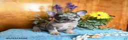 French Bulldog dogs for sale: Pearl - Ad 3