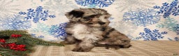 Mini Bernedoodle dogs for sale: Blitz - Ad 5