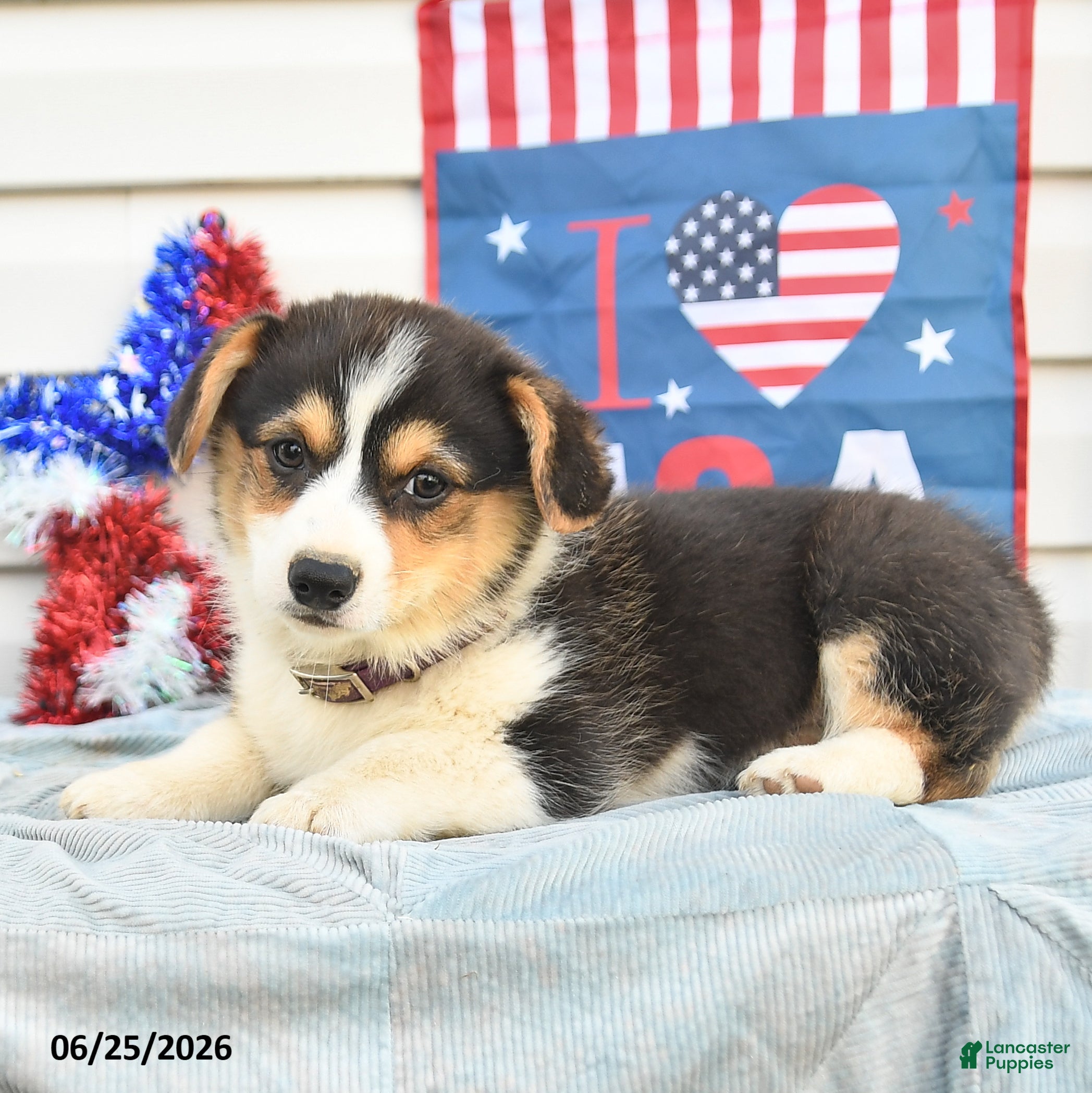 Welsh Corgi Pembroke dogs Benjamin Franklin - Ad 1