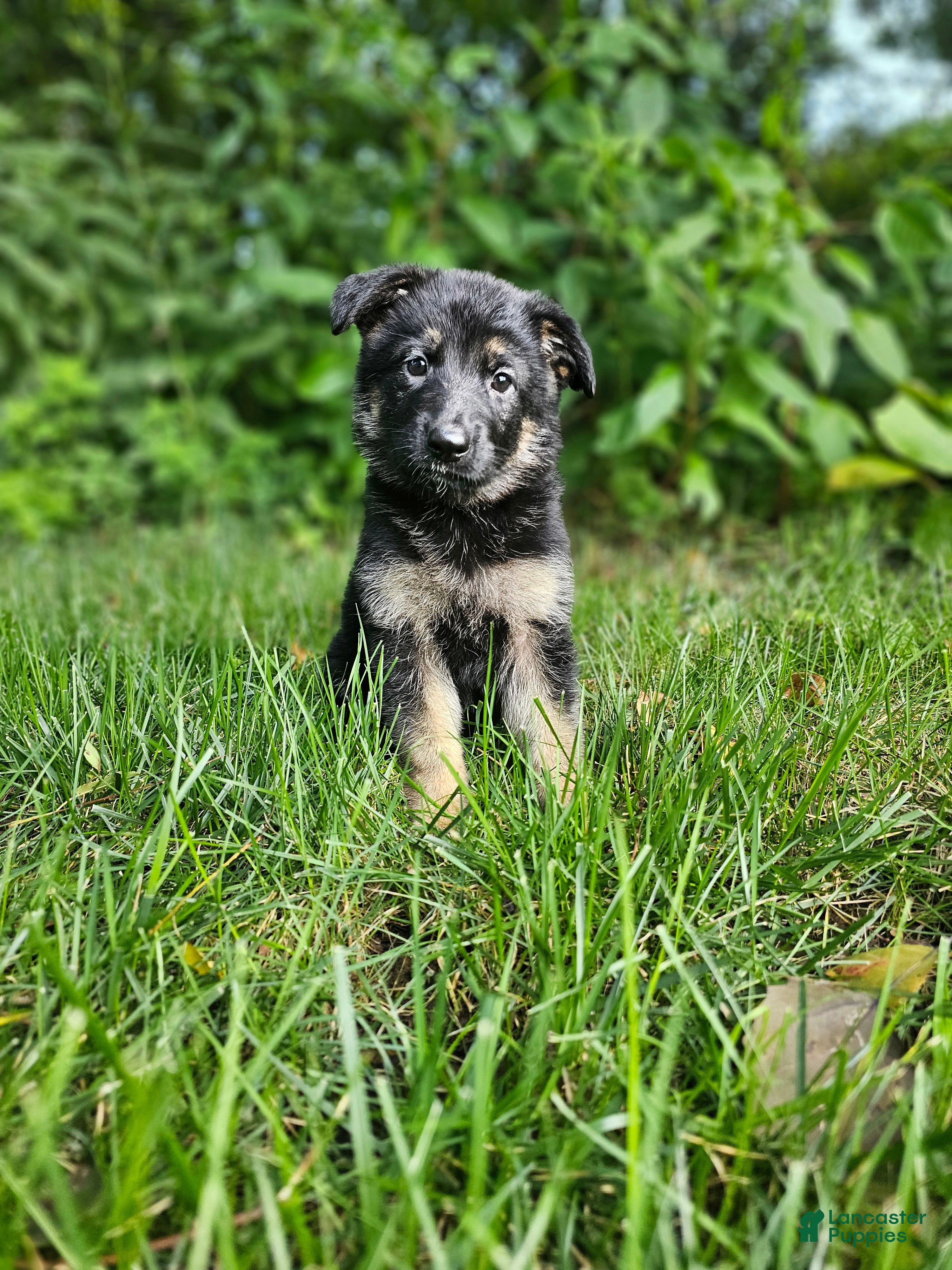 German Shepherd dogs Abby  - Ad 1
