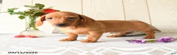 Miniature Dachshund dogs for sale: Tyler - Ad 4