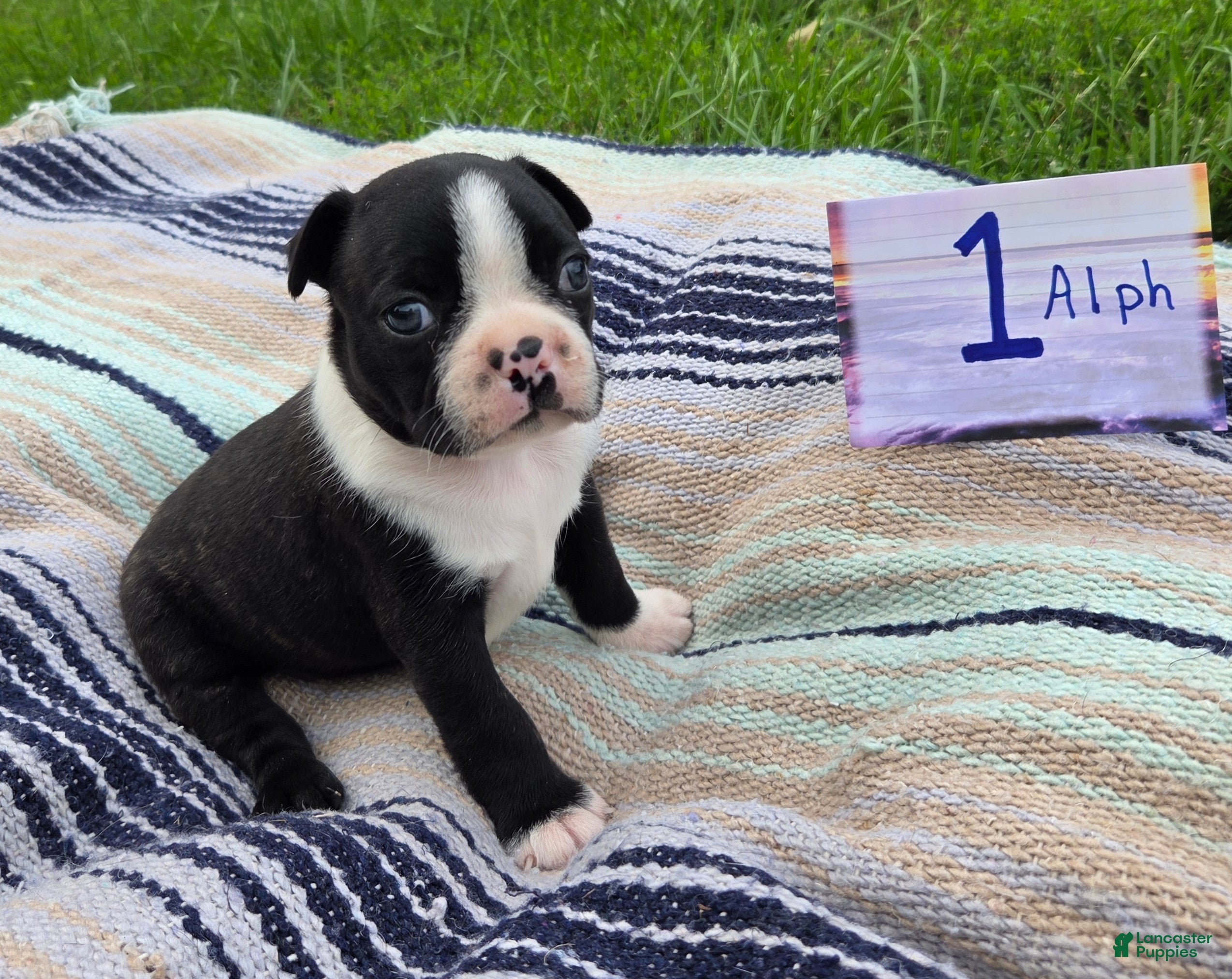 Boston Terrier dogs Alph Boston Terrier 1 - Ad 7
