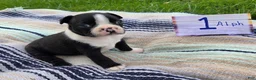 Boston Terrier dogs for sale: Alph Boston Terrier 1 - Ad 1
