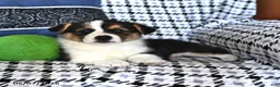 Welsh Corgi Pembroke dogs for sale: Rosie - Ad 3