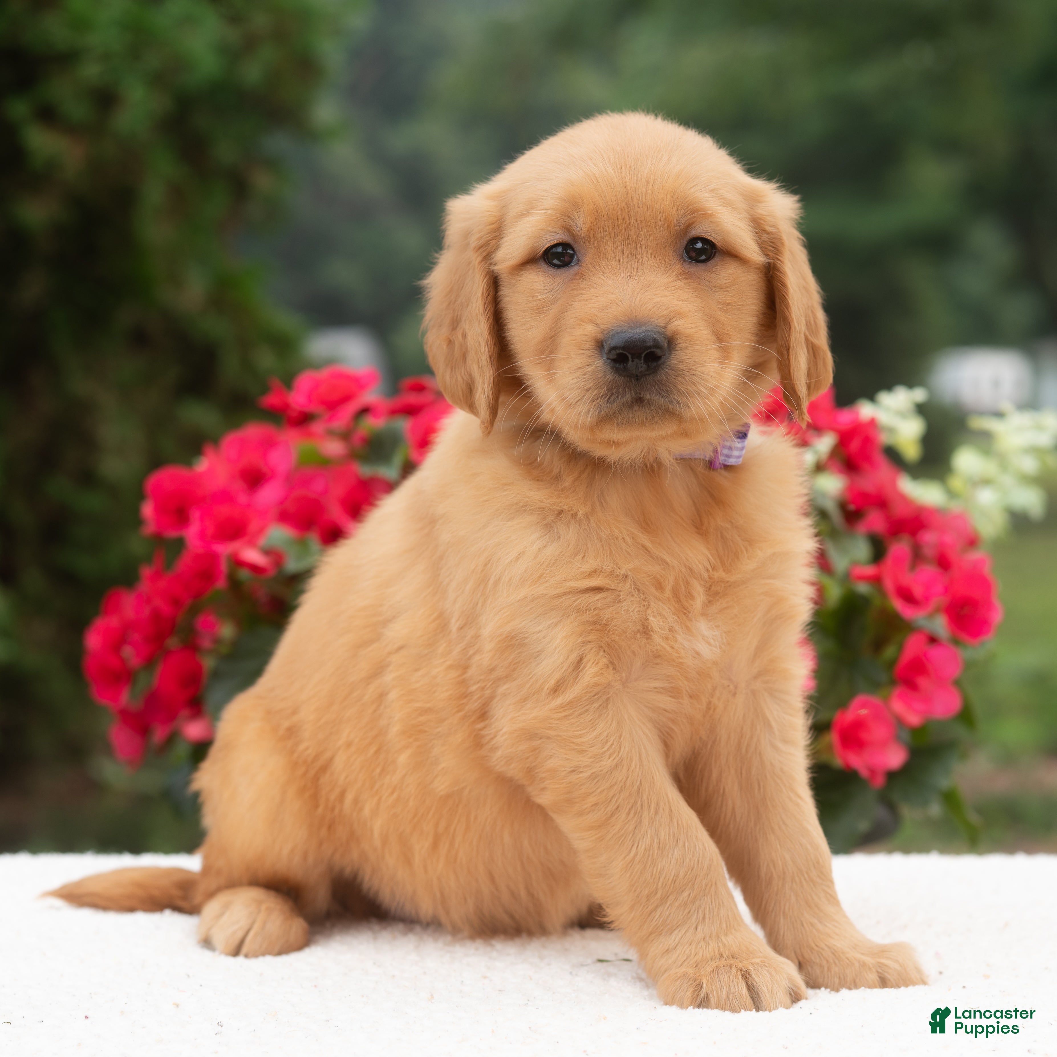Golden Retriever dogs Kasie  - Ad 1