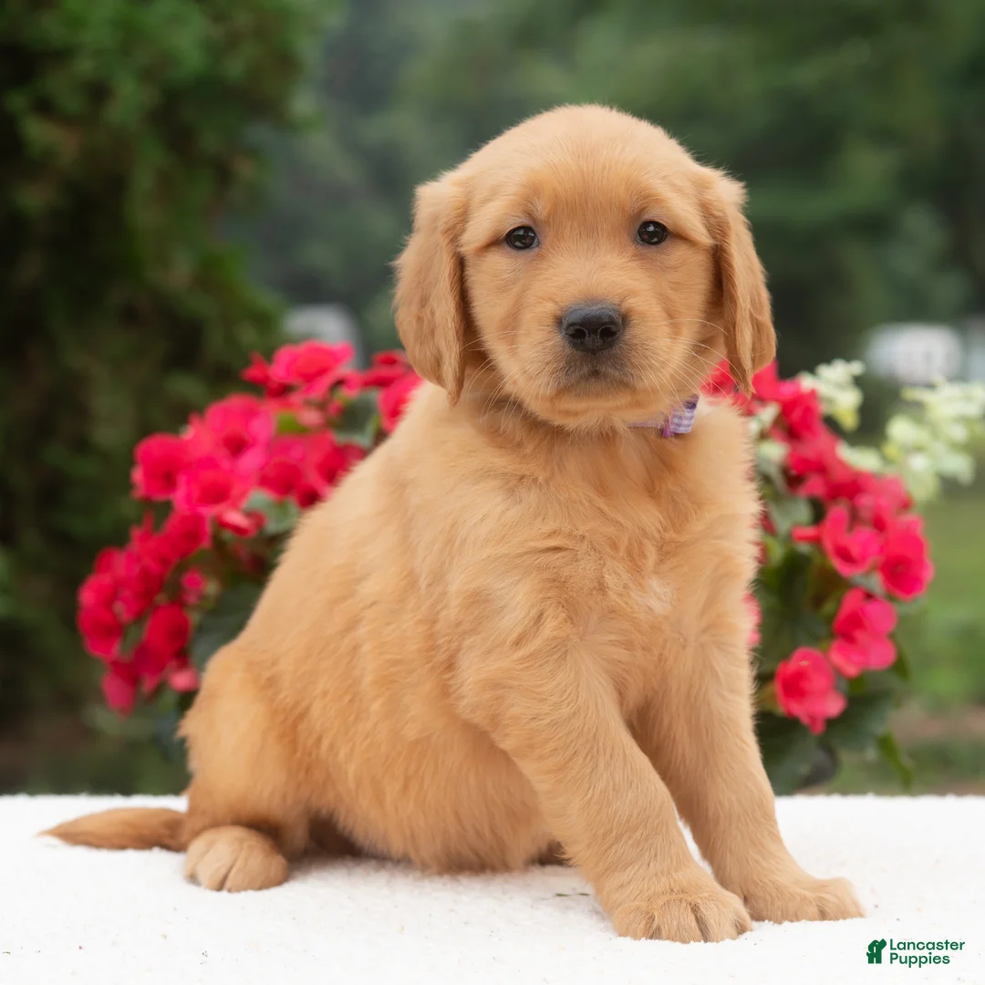 Golden Retriever dogs for sale: Kasie  - Ad 1