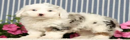 Mini Bernedoodle dogs for sale: Jasper - Ad 2