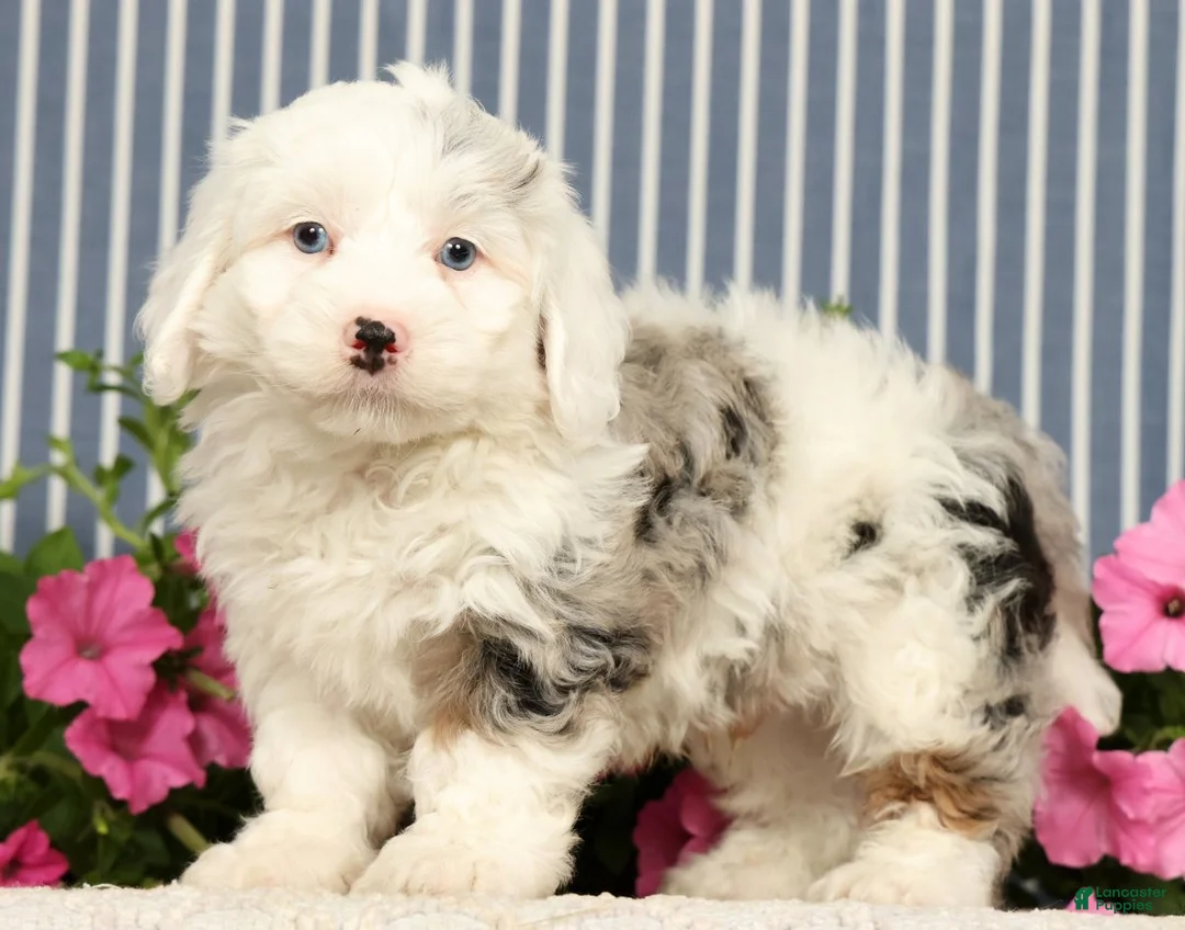 Mini Bernedoodle dogs for sale: Jasper - Ad 2