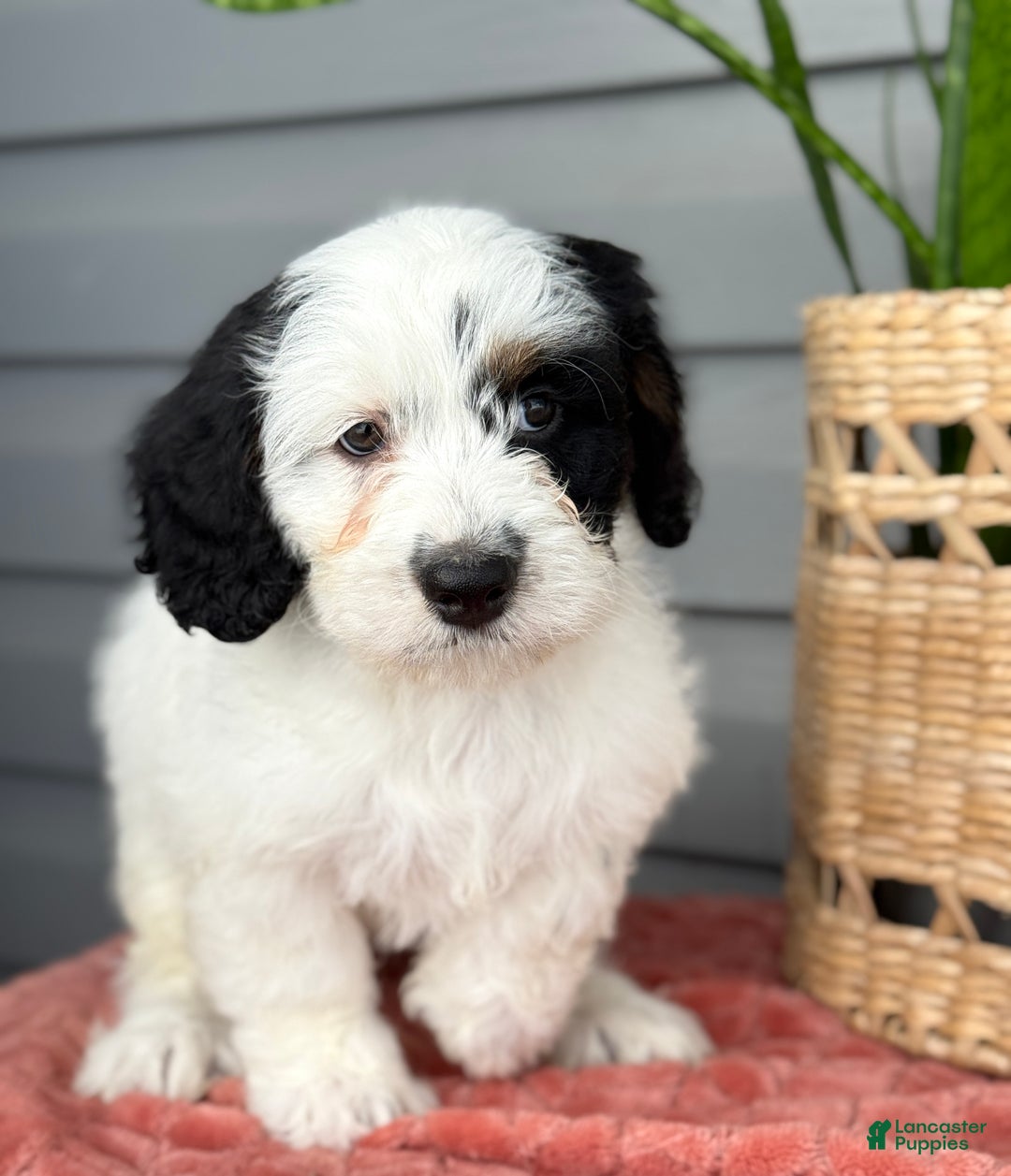 Mini Bernedoodle dogs for sale: Fluffy - Ad 3