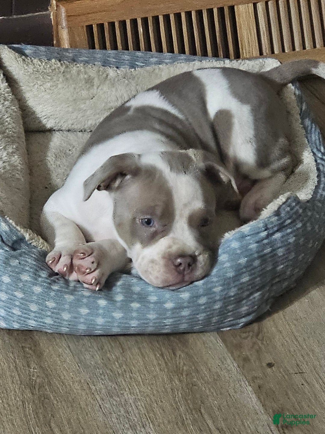 American Bully dogs for sale: Bruiser - Lilac Pied - Ad 3