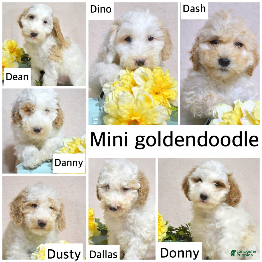 Goldendoodle dogs for sale: Dean - Ad 2