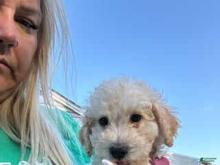 Mini Goldendoodle dogs - Ad 22