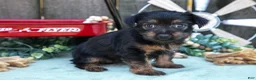 Yorkshire Terrier dogs for sale: Cookie - Ad 5
