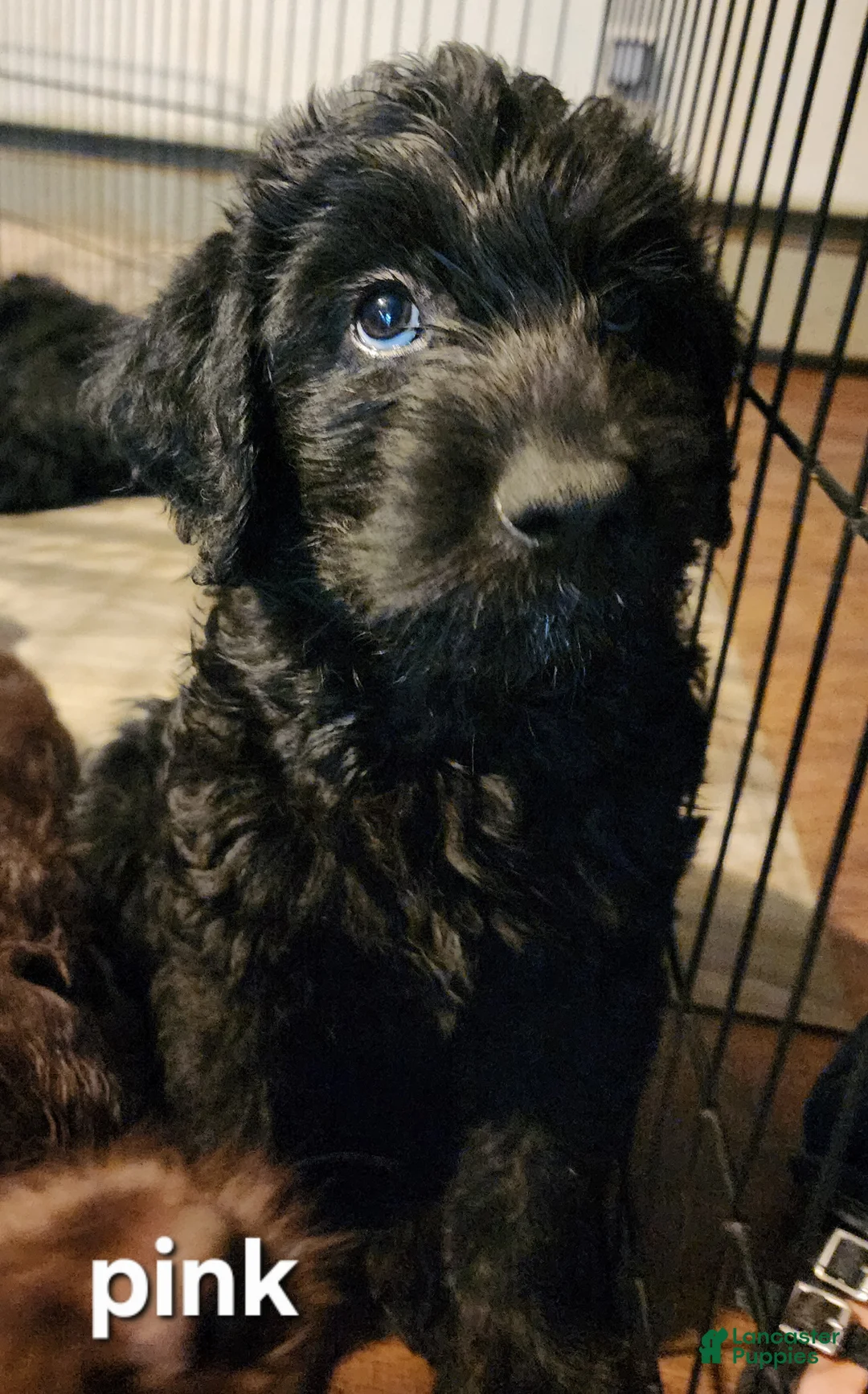 Labradoodle dogs for sale: Labradoodle pink collar - Ad 2