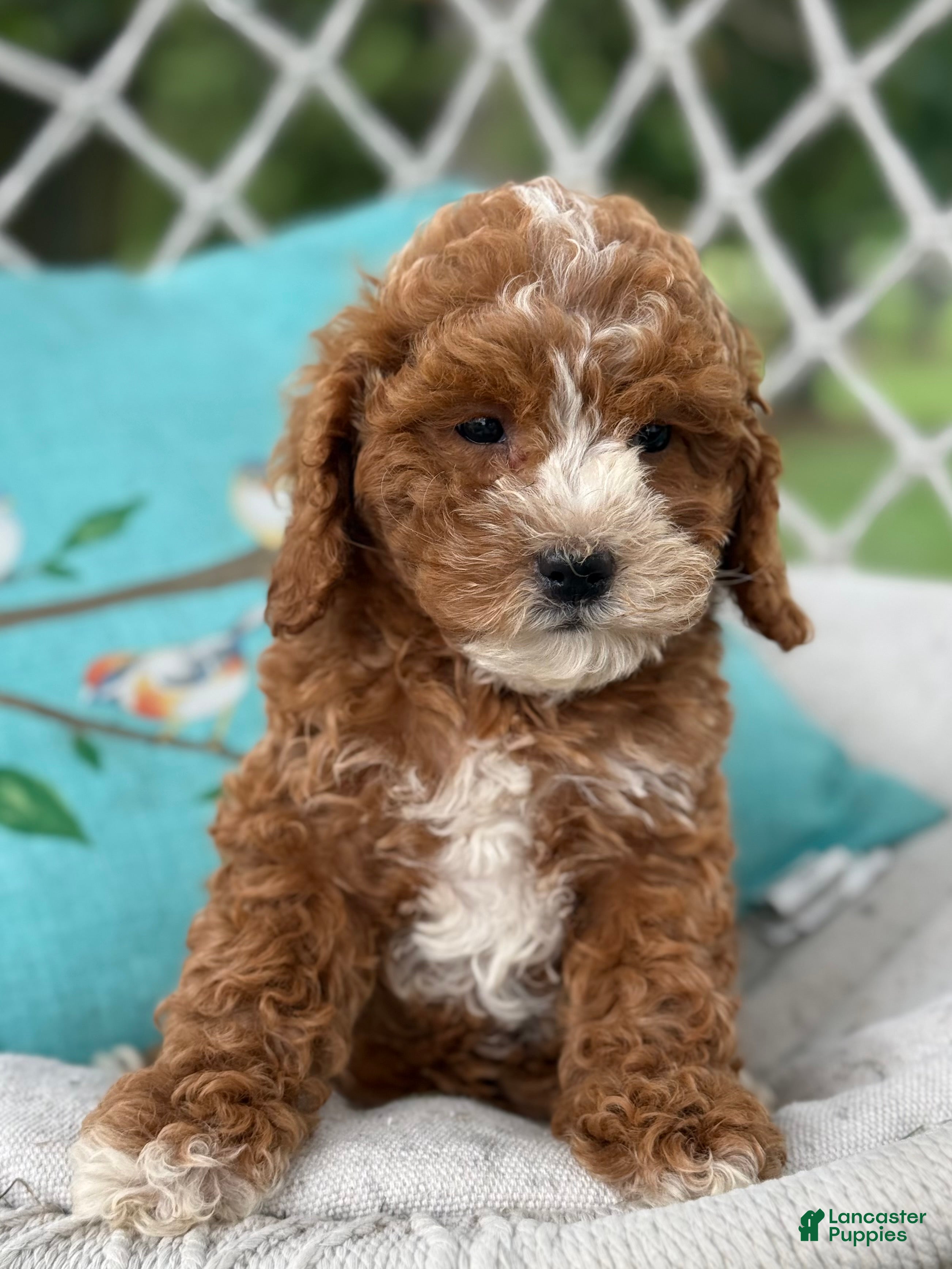 Cavapoo dogs Casper - Ad 2